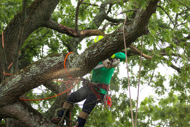 Best Palm Tree Trimming  in Union, KY